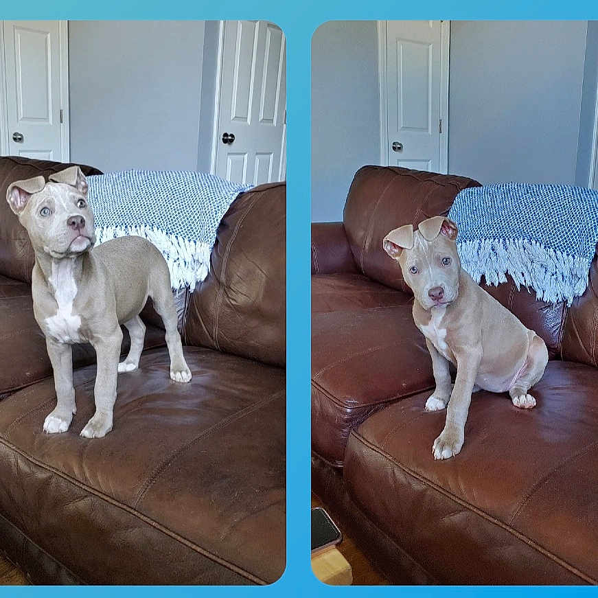 Dixie joined the competition — help win amazing prizes! alert, animal, brown_leather_couch, canine, composite_photo, curious, cute, dog, domestic, furniture, home, indoor, living_room, pet, pet_portrait, puppy, sitting, throw_blanket, two_images, young_dog