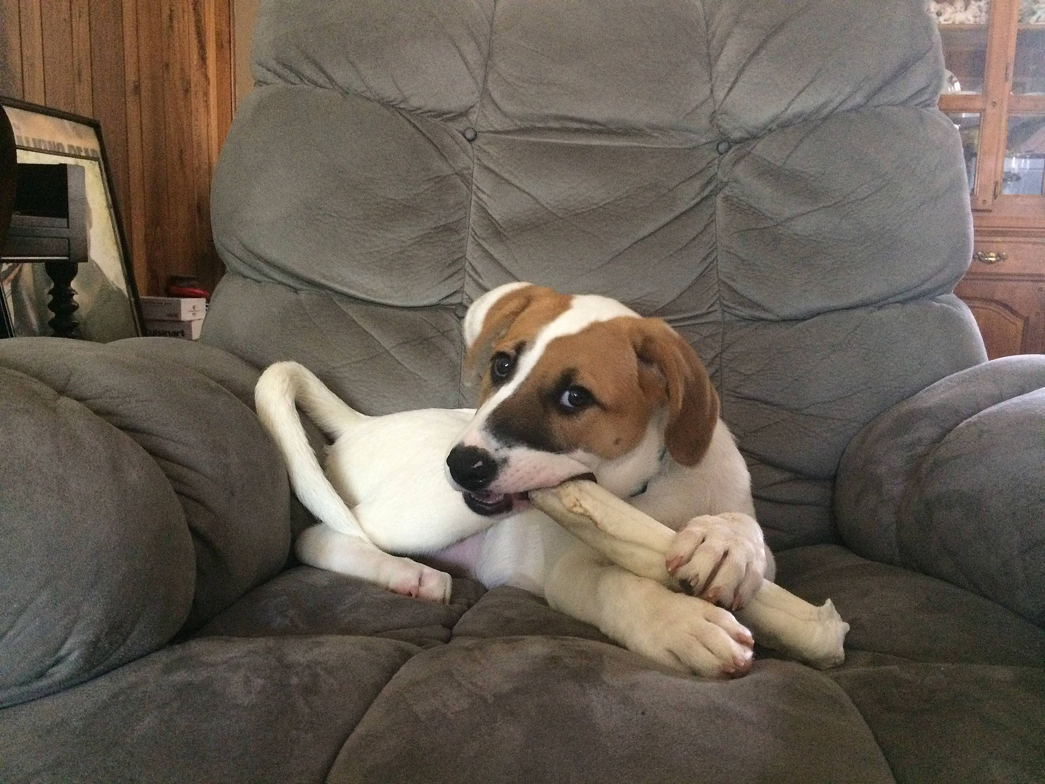 Harley Quinn joined the competition — help win amazing prizes! american_foxhound, beagle, beaglier, canidae, carnivore, companion_dog, danish_swedish_farmdog, dog, dog_breed, english_foxhound, harrier, jack_russell_terrier, mammal, parson_russell_terrier, pocket_beagle, puppy, puppy_love, russell_terrier, sporting_group, vertebrate