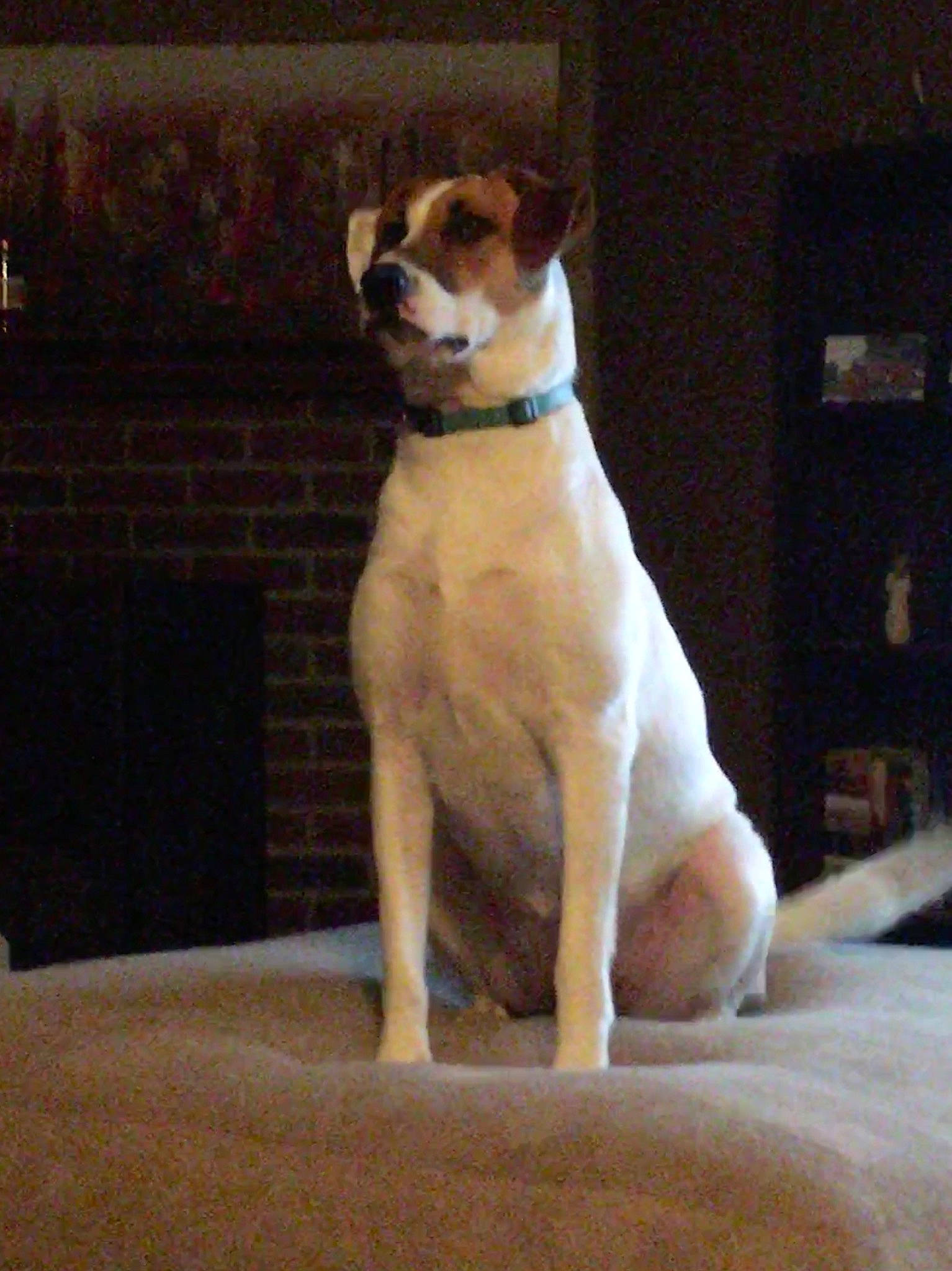 Harley Quinn joined the competition — help win amazing prizes! canidae, carnivore, companion_dog, dog, dog_breed, fawn, mammal, sporting_group, tail, valley_bulldog, vertebrate