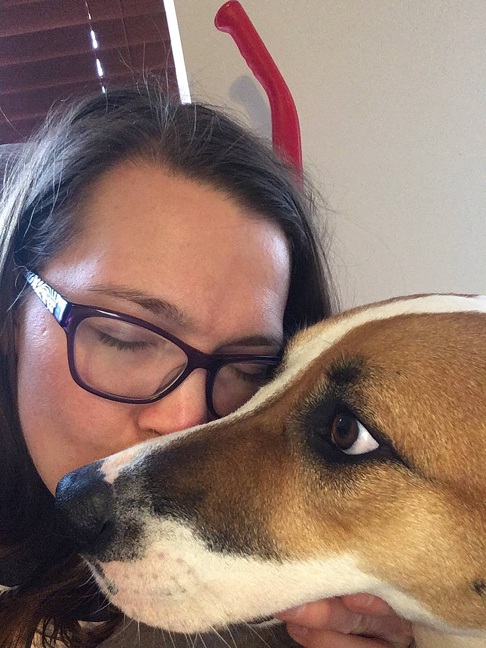 Harley Quinn joined the competition — help win amazing prizes! beagle, canidae, carnivore, companion_dog, danish_swedish_farmdog, dog, dog_breed, ear, glasses, harrier, head, mammal, nose, puppy_love, rat_terrier, russell_terrier, snout, vertebrate, whiskers