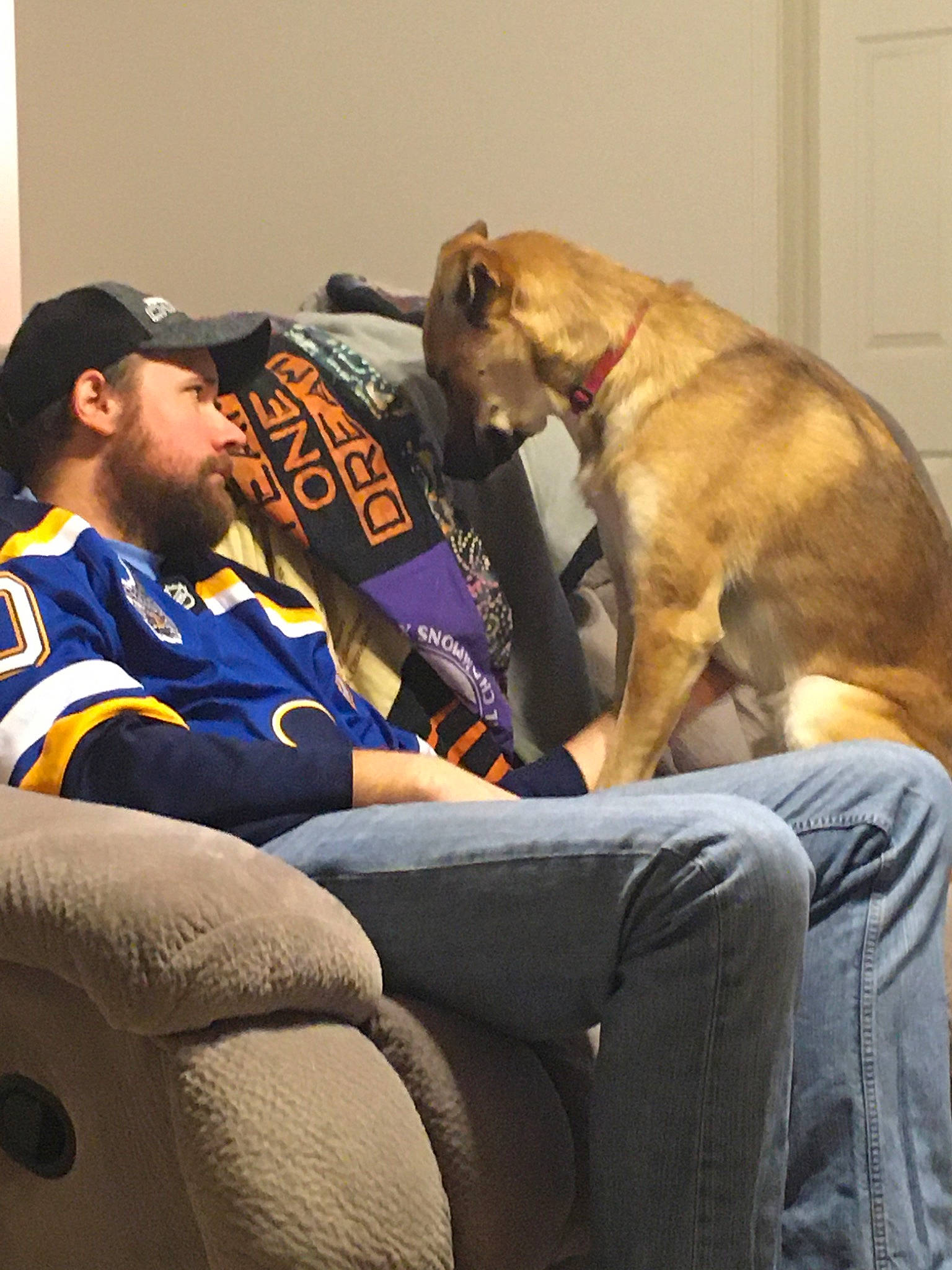 Ace The Bathound is registered to the contest to win money with this photo: canidae, carnivore, dog, dog_breed, fawn, greyhound, snout