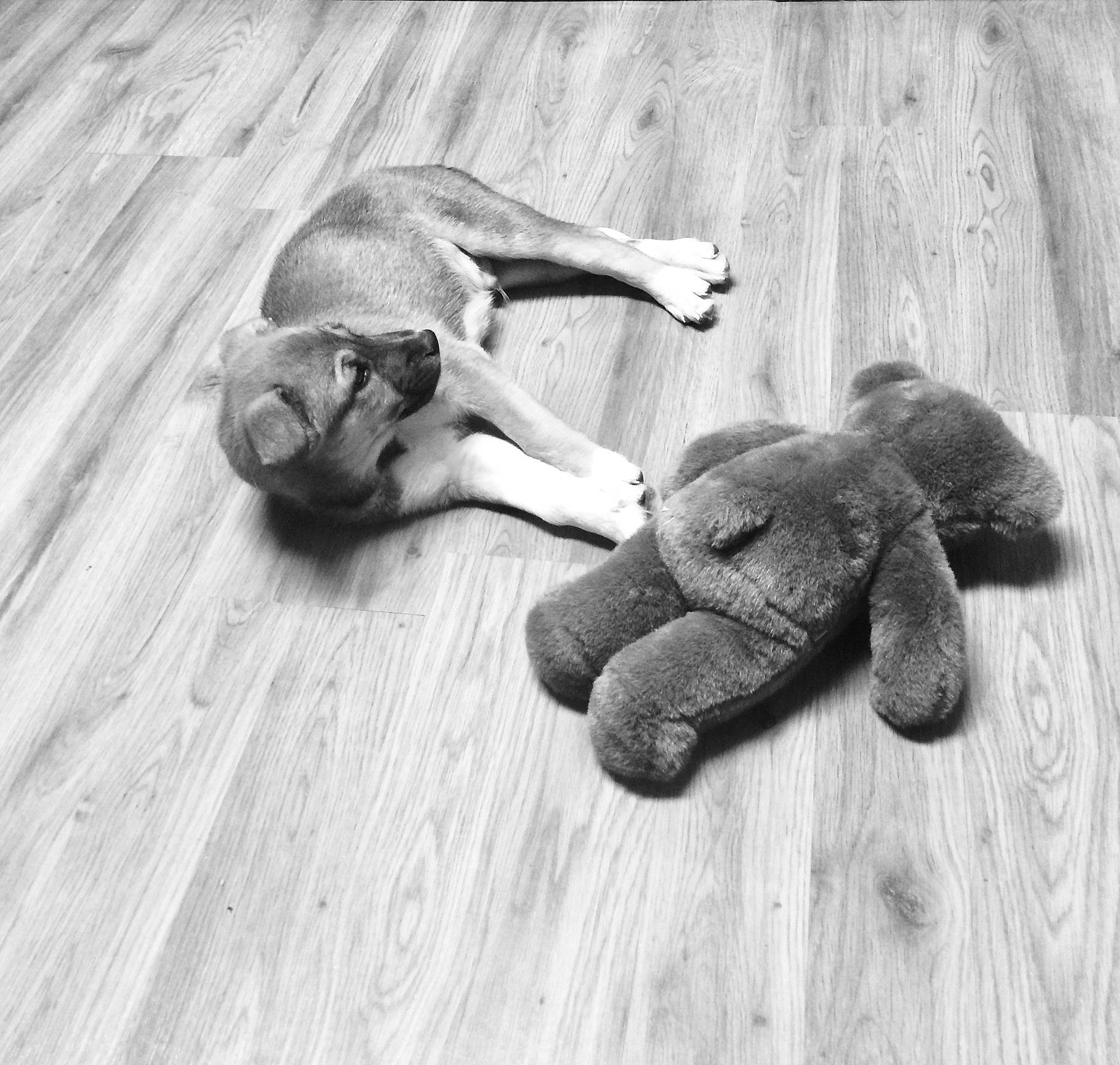 Ace The Bathound is registered to the contest to win money with this photo: fawn, floor, flooring, hand, leg, paw, photography, puppy, stock_photography, wood, wood_flooring