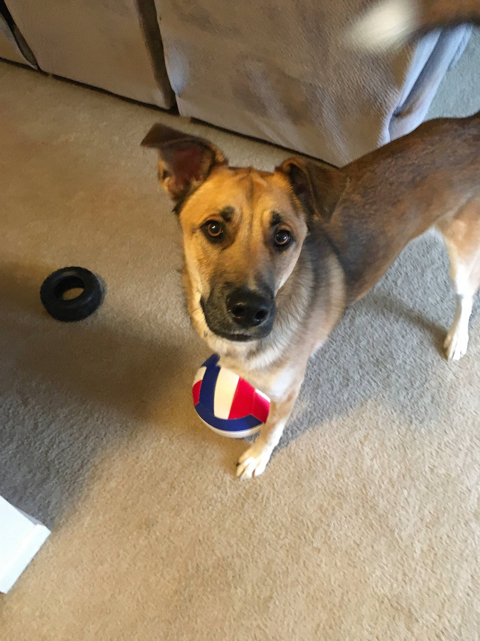 Ace The Bathound is registered to the contest to win money with this photo: canidae, carnivore, companion_dog, dog, dog_breed, fawn, feist, mammal, potcake_dog, rare_breed_dog, snout