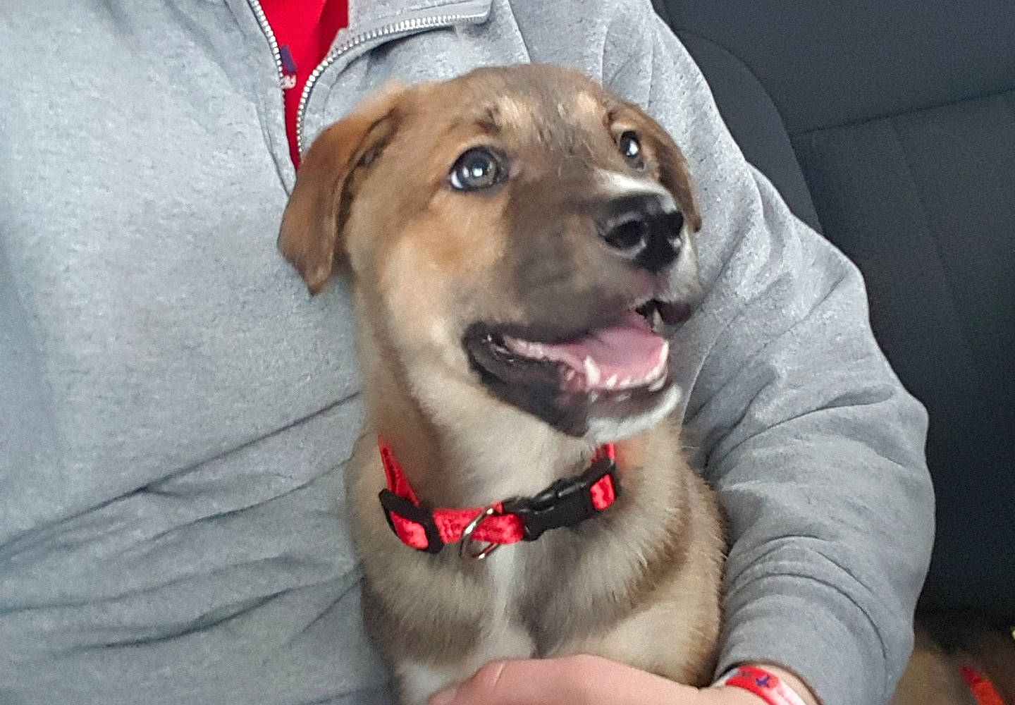 Ace The Bathound is registered to the contest to win money with this photo: beagador, canidae, carnivore, chinook, companion_dog, dog, dog_breed, fawn, feist, labrador_retriever, mammal, mountain_cur, potcake_dog, puppy, rare_breed_dog, snout, sporting_group, vertebrate