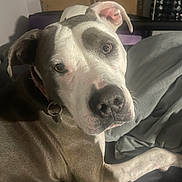 Sophie is registered to the contest to win money with this photo: dog, pet, canine, close_up, indoor, couch, blanket, gray, white, fur, animal, collar, relaxed, looking, portrait, domestic_animal, face, ears, snout, companion