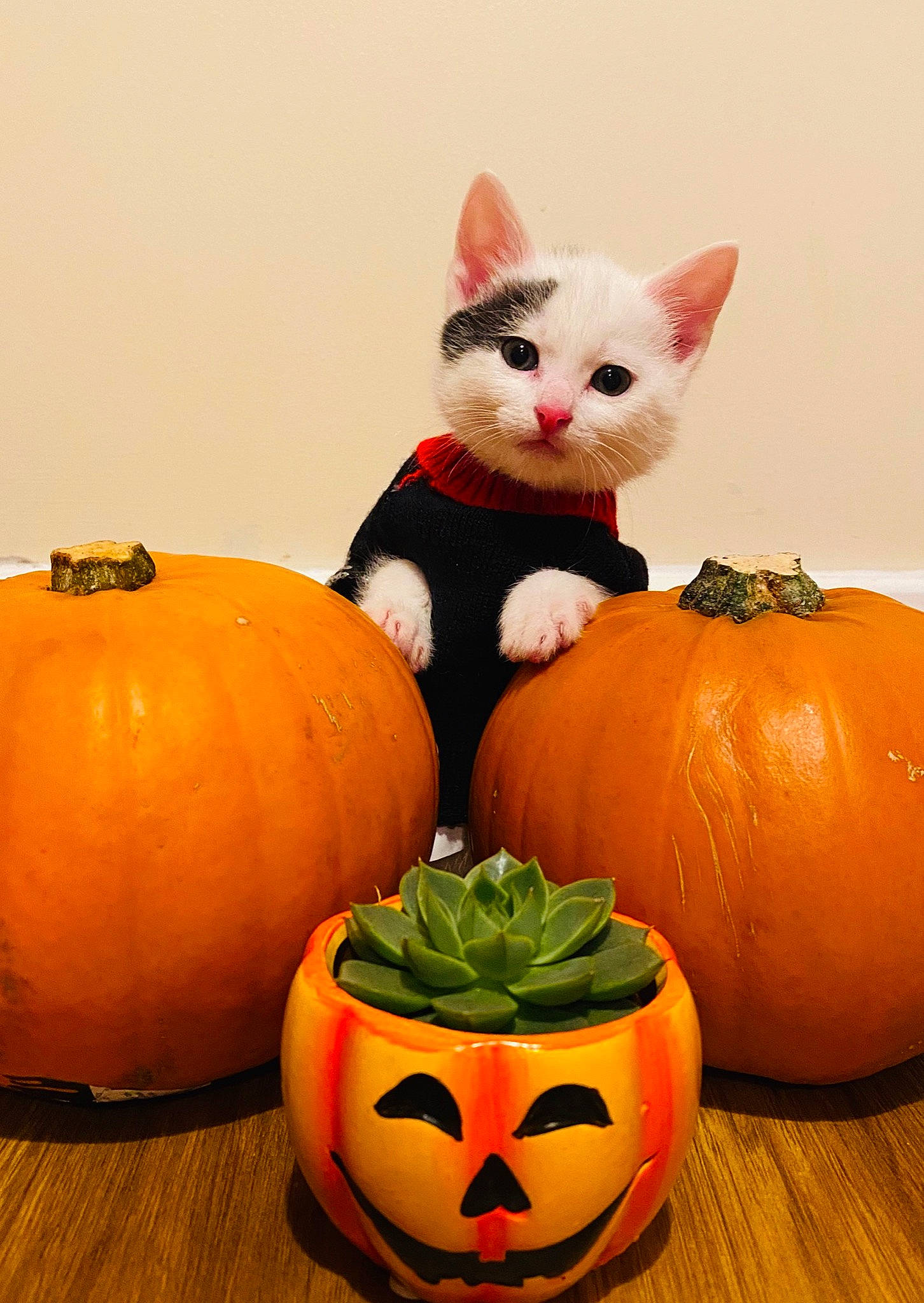 Frank joined the competition — help win amazing prizes! art, black, calabaza, carnivore, cat, creative_arts, cucurbita, facial_expression, felidae, gourd, local_food, natural_foods, orange, organ, plant, pumpkin, squash, vegetable, winter_squash, yellow