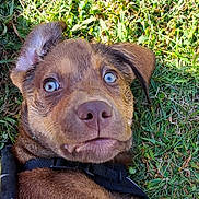 Remy is registered to the contest to win money with this photo: animal, black_harness, blue_eyes, canine, close_up, curious, cute, dog, expression, fur, grass, lying_down, mammal, nature, outdoor, pet, playful, portrait, puppy, young_dog