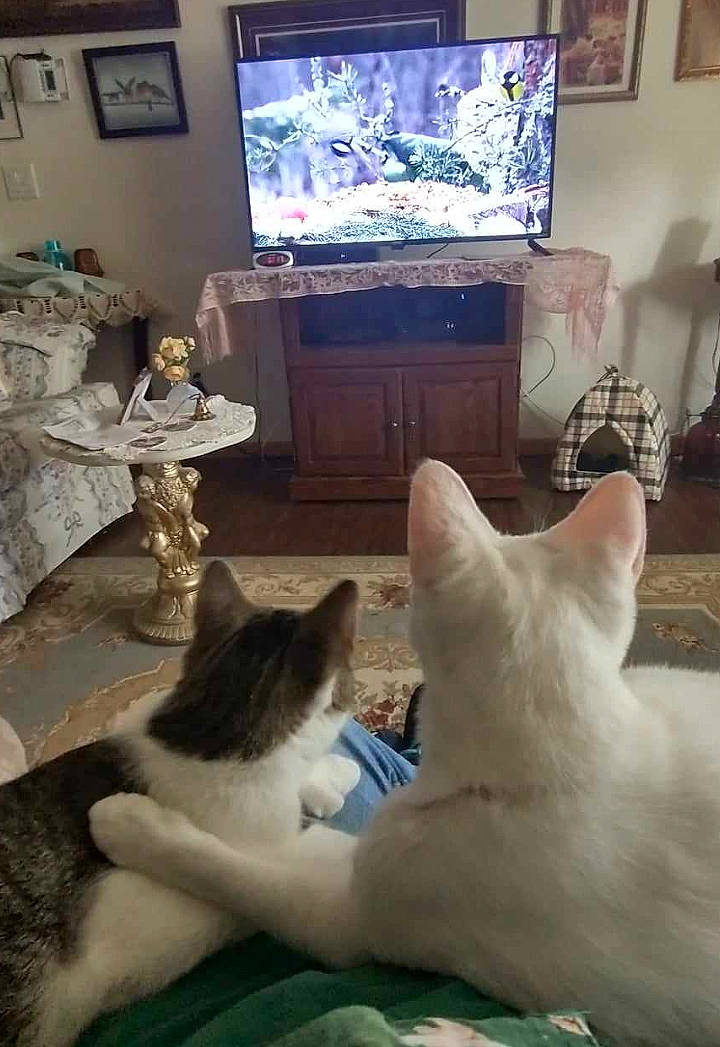 Polly is registered to the contest to win money with this photo: blue, cable_television, carnivore, cat, comfort, fawn, felidae, flooring, green, hardwood, light, mammal, picture_frame, small_to_medium_sized_cats, television, television_set, vertebrate, whiskers, white, wood