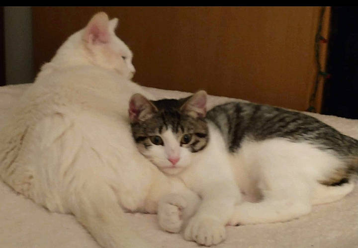 Polly joined the competition — help win amazing prizes! carnivore, cat, claw, comfort, domestic_short_haired_cat, felidae, fur, mammal, paw, sitting, small_to_medium_sized_cats, snout, tail, whiskers