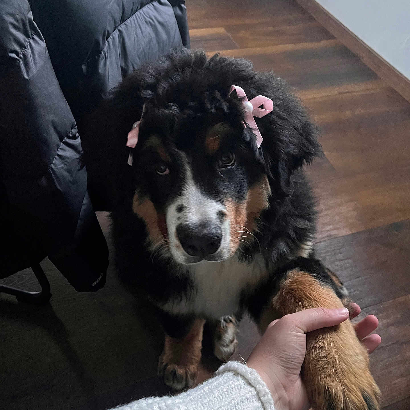 Paupiette participe au concours pour gagner de l'argent avec cette photo : dog, puppy, bernese_mountain_dog, paw, hand, pink_bows, fur, indoor, wooden_floor, jacket, person, sweater, black_fur, brown_fur, white_fur, cute, pet, animal, friendship, interaction