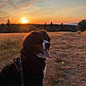 dog, bernese_mountain_dog, sunset, outdoor, field, dirt_path, grass, trees, sky, clouds, nature, animal, pet, leash, sun, landscape, happy, tongue_out, fur, scenery