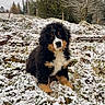 Paupiette participe au concours pour gagner de l'argent avec cette photo : adorable, animal, bernese_mountain_dog, canine, cold, curious, cute, dog, field, fur, grass, landscape, nature, outdoor, pet, puppy, snow, trees, winter, young_dog