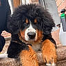 Paupiette a rejoint le concours — aidez-le/la à gagner de superbes lots ! dog, puppy, bernese_mountain_dog, fluffy, paws, stone_steps, brick_wall, outdoor, pet, animal, cute, resting, fur, black_fur, brown_fur, white_fur, closeup, portrait, canine, young