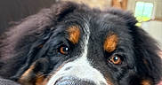 Paupiette participe au concours pour gagner de l'argent avec cette photo : animal, bernese_mountain_dog, black_fur, brown_eyes, canine, close_up, couch, dog, face, fur, home_interior, indoor, leather, nose, pet, portrait, relaxed, resting, sleepy, white_markings