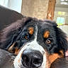 Paupiette participe au concours pour gagner de l'argent avec cette photo : dog, bernese_mountain_dog, close_up, nose, resting, sleepy, pet, animal, fur, brown_eyes, black_fur, white_markings, indoor, couch, leather, portrait, canine, face, relaxed, home_interior