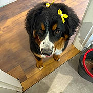 Paupiette participe au concours pour gagner de l'argent avec cette photo : dog, bernese_mountain_dog, puppy, bow, yellow_bow, floor, wood_floor, tile_floor, doorway, indoor, pet, cute, fur, black_fur, brown_fur, white_fur, looking_up, paw, slipper, shark_slipper