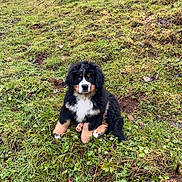 Paupiette a rejoint le concours — aidez-le/la à gagner de superbes lots ! animal, bernese_mountain_dog, canine, cute, dog, fluffy, fur, grass, greenery, hill, house, landscape, nature, outdoor, pet, puppy, rural, sitting, trees, young