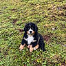 animal, bernese_mountain_dog, canine, cute, dog, fluffy, fur, grass, greenery, hill, house, landscape, nature, outdoor, pet, puppy, rural, sitting, trees, young