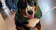Paupiette a rejoint le concours — aidez-le/la à gagner de superbes lots ! dog, bernese_mountain_dog, green_hood, costume, indoor, wooden_floor, happy, tongue_out, pet, animal, coats, chair, table, window, sunlight, flooring, fur, cute, sitting, portrait