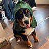 dog, bernese_mountain_dog, green_hood, costume, indoor, wooden_floor, happy, tongue_out, pet, animal, coats, chair, table, window, sunlight, flooring, fur, cute, sitting, portrait