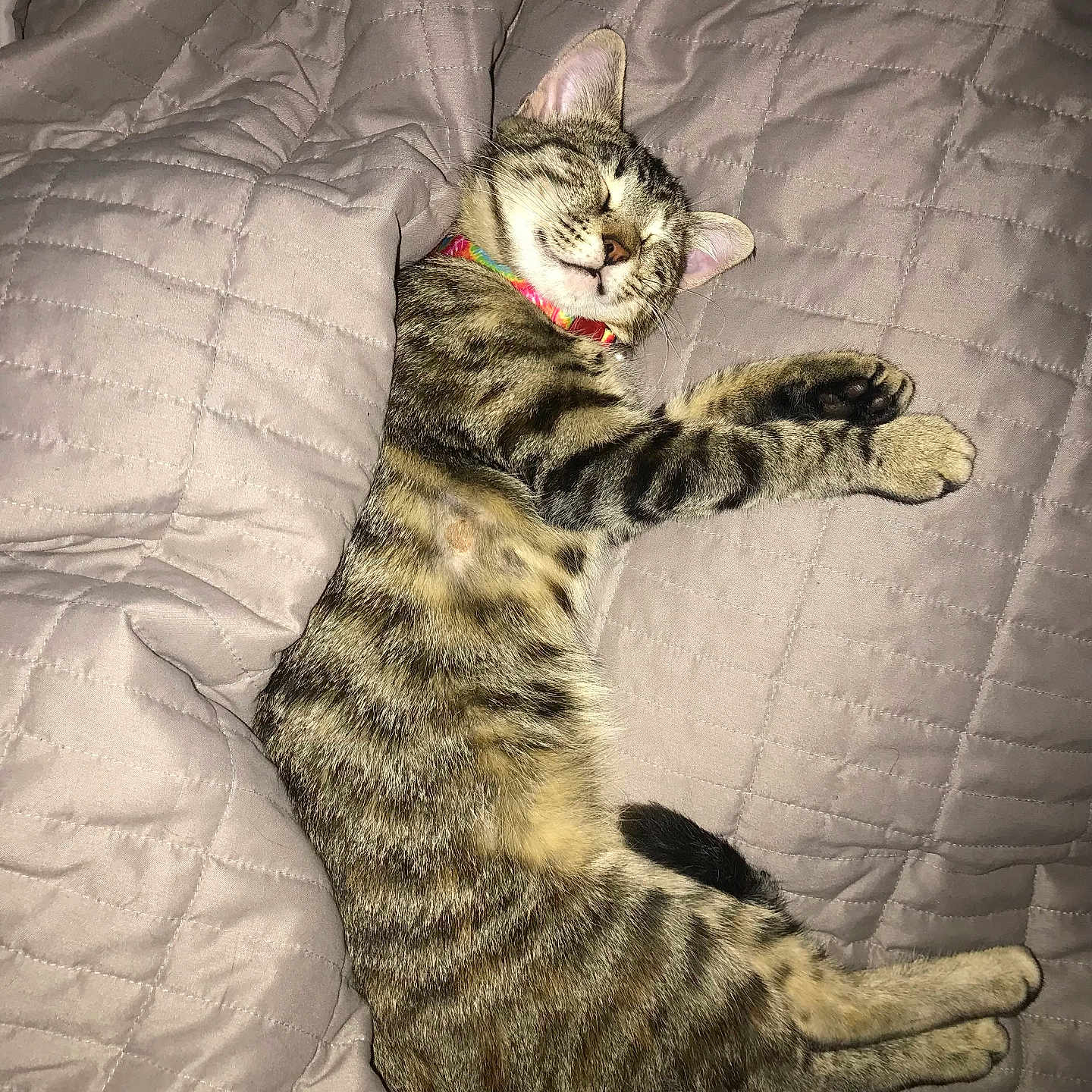 Kitkat-Kiki joined the competition — help win amazing prizes! animal, blanket, cat, collar, cozy, cute, cute_pet, domestic, feline, fur, indoor, mammal, paw, pet, quilted, relaxed, resting, sleeping, tabby, whiskers
