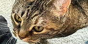 Kitkat-Kiki is registered to the contest to win money with this photo: animal, background, brown, cat, close_up, companion, curious, domestic, ears, face, feline, fur, indoor, looking, mammal, pet, soft_focus, tabby, texture, whiskers