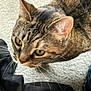 animal, background, brown, cat, close_up, companion, curious, domestic, ears, face, feline, fur, indoor, looking, mammal, pet, soft_focus, tabby, texture, whiskers