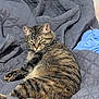 Kitkat-Kiki joined the competition — help win amazing prizes! animal, bedroom, cat, collar, cozy, cute, domestic, feline, fur, gray, indoor, paws, pet, quilt, relaxed, resting, sleepy, striped, tabby, whiskers