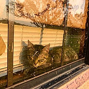 Kitkat-Kiki is registered to the contest to win money with this photo: cat, tabby, window, blinds, reflection, sunlight, dust, glass, indoor, resting, animal, pet, feline, cozy, daylight, nature_reflection, quiet, relaxation, home, warm