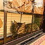 cat, tabby, window, blinds, reflection, sunlight, dust, glass, indoor, resting, animal, pet, feline, cozy, daylight, nature_reflection, quiet, relaxation, home, warm