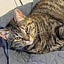 Kitkat-Kiki joined the competition — help win amazing prizes! animal, blanket, cat, close_up, companion, cute, domestic_animal, ears, eyes, feline, fur, indoor, mammal, pet, quilted_blanket, relaxed, resting, sleepy, tabby_cat, whiskers