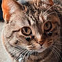animal, black_hearts, cat, close_up, collar, curious, cute, domestic_cat, ears, eyes, face, feline, fur, indoor, pet, portrait, soft_light, striped, tabby, whiskers
