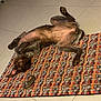 dog, lying_down, upside_down, playful, pet, indoor, rug, woven_rug, floor, tile_floor, toy, brown_dog, fur, belly_up, looking_at_camera, happy, relaxed, ears, paws, smile