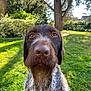dog, canine, portrait, close_up, outdoor, grass, tree, garden, sunlight, nature, pet, animal, fur, brown, white, beard, whiskers, eyes, snout, summer