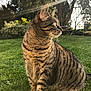 Guess a rejoint le concours — aidez-le/la à gagner de superbes lots ! cat, tabby, animal, pet, grass, outdoor, nature, sunbeam, garden, tree, bush, whiskers, fur, mammal, sitting, profile, daylight, greenery, peaceful, closeup