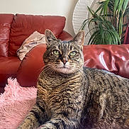 Guess a rejoint le concours — aidez-le/la à gagner de superbes lots ! tabby_cat, cat, pet, feline, animal, indoor, couch, red_leather, blanket, pink, plant, greenery, whiskers, ears, fur, relaxed, home, cozy, portrait, domestic_cat