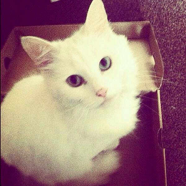 Milkshake joined the competition — help win amazing prizes!