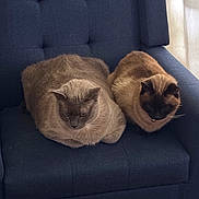 Kathy Murotani joined the competition — help win amazing prizes! cat, feline, animal, pet, loaf, chair, blue_chair, indoor, cozy, fur, resting, two_cats, brown_cat, gray_cat, curled_up, quiet, domestic, cute, sleepy, companions