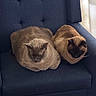 cat, feline, animal, pet, loaf, chair, blue_chair, indoor, cozy, fur, resting, two_cats, brown_cat, gray_cat, curled_up, quiet, domestic, cute, sleepy, companions