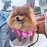 Dora is registered to the contest to win money with this photo: dog, pomeranian, small_dog, fluffy, brown_fur, pink_flowers, flower_lei, pet, animal, portrait, outdoor, backyard, high_chair, chair, leash, human, person, house, grass, closeup