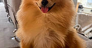 Dora is registered to the contest to win money with this photo: dog, pomeranian, fluffy, orange, small_dog, sitting, tongue_out, happy, portrait, pet, canine, fur, ears, eyes, nose, collar, couch, living_room, indoors, cute