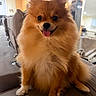 dog, pomeranian, fluffy, orange, small_dog, sitting, tongue_out, happy, portrait, pet, canine, fur, ears, eyes, nose, collar, couch, living_room, indoors, cute