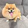 dog, puppy, pomeranian, fluffy, orange_fur, small_dog, sitting, couch, sofa, indoor, portrait, pet, animal, tongue_out, smiling, happy, cute, white_paws, gray_background, living_room