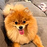 dog, pomeranian, small_dog, fluffy, orange_fur, tongue_out, sitting, couch, sofa, cushions, indoor, home, pet, companion_animal, portrait, close_up, happy, playful, pink_toy, front_view