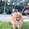 dog, pomeranian, fluffy, small_dog, tongue_out, happy, smiling, outdoor, grass, park, bench, nature, trees, pet, collar, tag, fur, portrait, squinting, sunlight