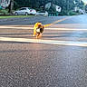 dog, small_dog, fluffy, orange_outfit, street, road, crosswalk, leash, metal_spool, outdoor, neighborhood, parked_cars, houses, trees, sunlight, asphalt, motion, walking, funny, pet