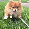 dog, pomeranian, puppy, fluffy, small_dog, orange_fur, golden_fur, tongue_out, sitting, grass, outdoor, garden, leash, collar, pet_tag, portrait, animal, cute, happy, close_up