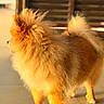 Dora joined the competition — help win amazing prizes! dog, small_dog, fluffy, long_hair, golden_brown, standing, side_profile, curled_tail, pointed_ears, fur, paws, indoor, sunlight, warm_lighting, tile_floor, wooden_shutters, home, portrait, adorable, lion_like