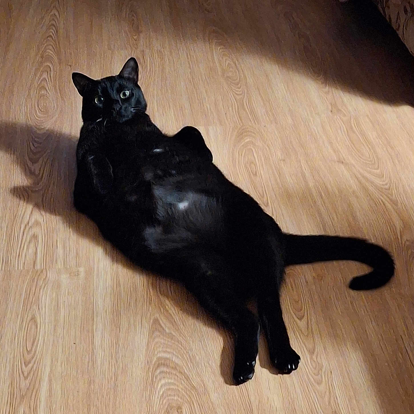 Onyx joined the competition — help win amazing prizes! animal, black_cat, cat, companion, curious, cute, domestic_cat, ears, feline, fur, household, indoor, lying_down, mammal, pet, relaxed, shadow, tail, whiskers, wooden_floor