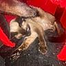 Luh Twanah is registered to the contest to win money with this photo: cat, siamese_cat, stretching, feline, pet, animal, fur, tail, paw, whiskers, red_fabric, black_fabric, cozy, indoor, resting, cute, closeup, soft_texture, relaxed, sleepy